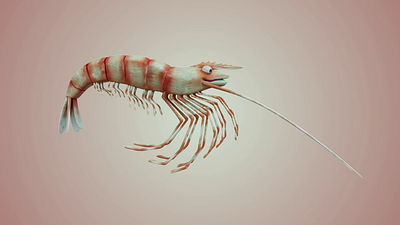 Shrimp ++ 3d shrimp best 3d designs matter motions design shrimp shrimp design