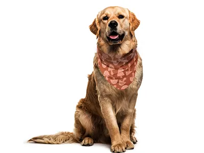 "Magical Mushrooms" Pattern on Pet Bandana by Julia Barry adorable affinity affinity designer bandana brown cat design dog hand drawn illustration julia barry magical mushrooms nature pattern peach pet product design surface design whimsical