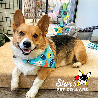 Star's Pet Collars Logo