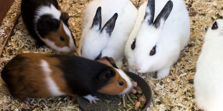 can-a-guinea-pig-eat-rabbit-food-critters-aplenty