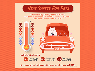 Heat Safety for Pets Infographic design graphic design illustration infographic typography vector