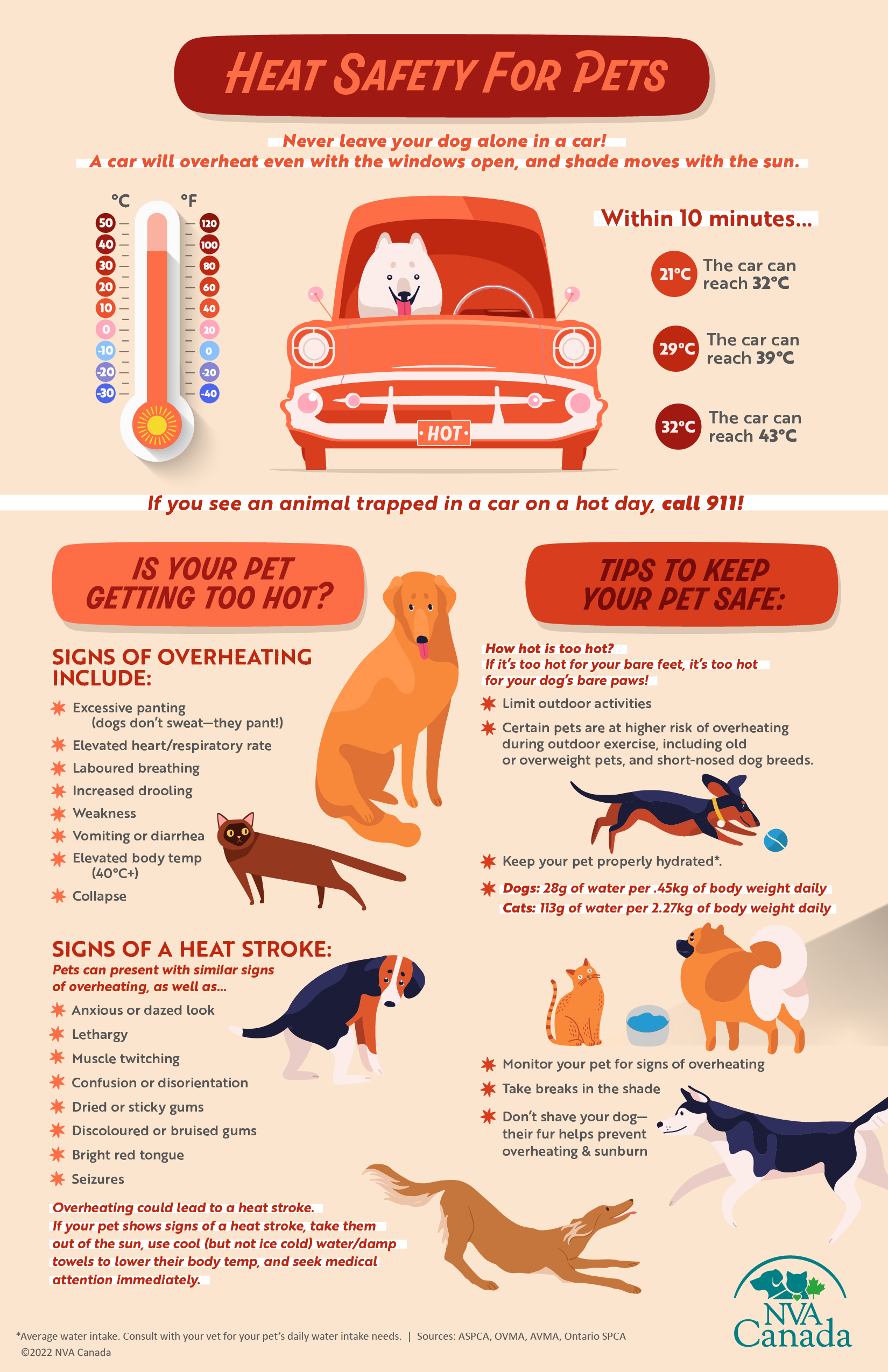 Heat Safety for Pets Infographic by Madeline on Dribbble