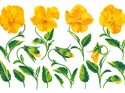 Realistic illustration of yellow Pansies art botanical botanical illustration digital floral illustration flowers hand drawn pansies realistic realistic vector art surface pattern design textile design vector vector flowers wildflowers yellow yellow flowers