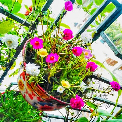 Tub Gardening flower nature