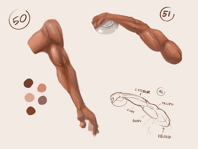 Arm Anatomy Studies 2d painting anatomy anatomy drawing anatomy study biceps cartoon design drawing figure drawing gesture human anatomy illustration muscles painting procreate sketching studies study triceps