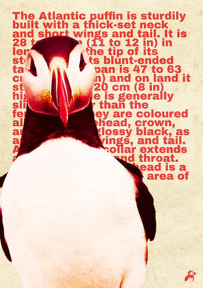 Atlantic Puffin Poster graphic design typography