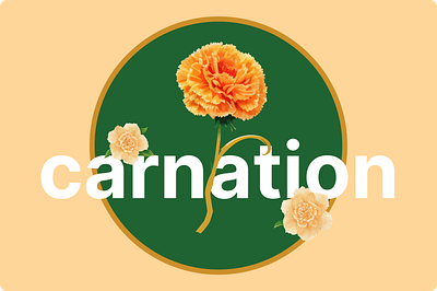 Carnation Illustration agency branding concept design graphic design icon illustration vector