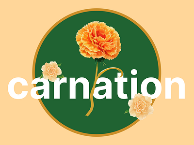 Carnation Illustration agency branding concept design graphic design icon illustration vector