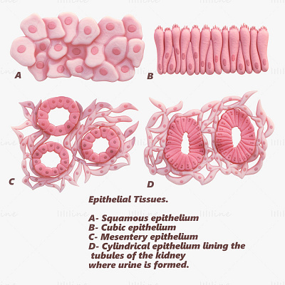 Epithelial Tissues Medical 3D Model 3d 3d model 3d modelling anatomy epithelial tissues medical 3d model