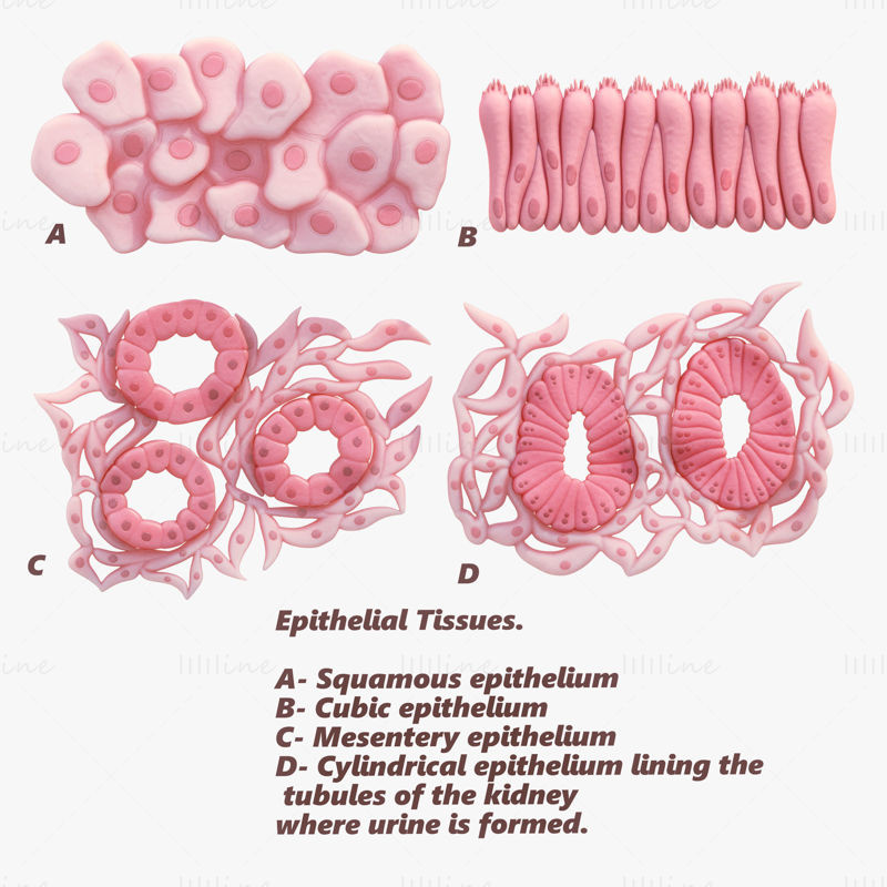 Epithelial Tissues Medical 3D Model by LLLLLine on Dribbble