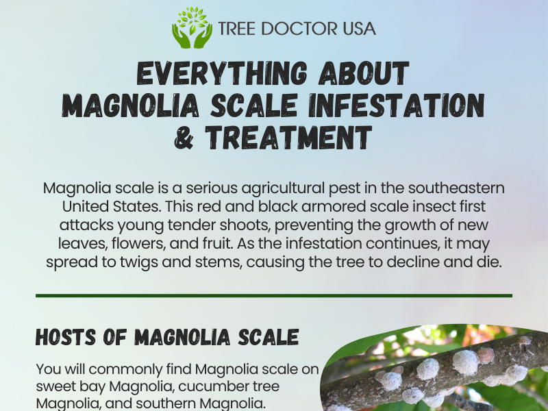 Effective Magnolia Scale Treatment Control by Tree Doctor USA on Dribbble