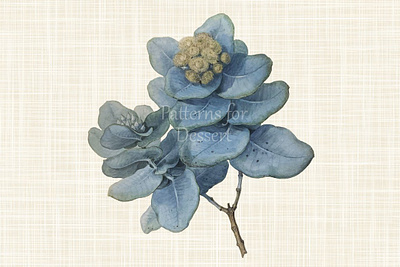 Vintage Eucalyptus Flower Clip Art behancegraphics eucalyptus