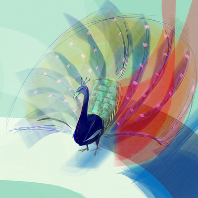 Peacock illustration peacock procreate