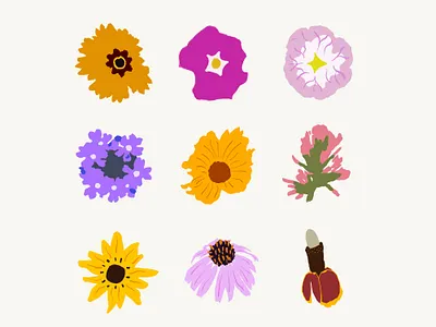 Texas Wildflowers floral flower flowers graphic design illustration native plants pollinator garden procreate texas texas wildflowers wildflower