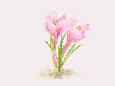Floral Watercolor- Crocus crocus floral flower watercolor