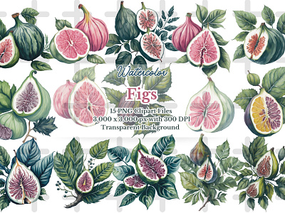 Watercolor Figs Clipart Graphics app branding design fig illustration fruit clipart graphic design illustration logo typography ui ux vector watercolor watercolor fruit watercolor fruit clipart