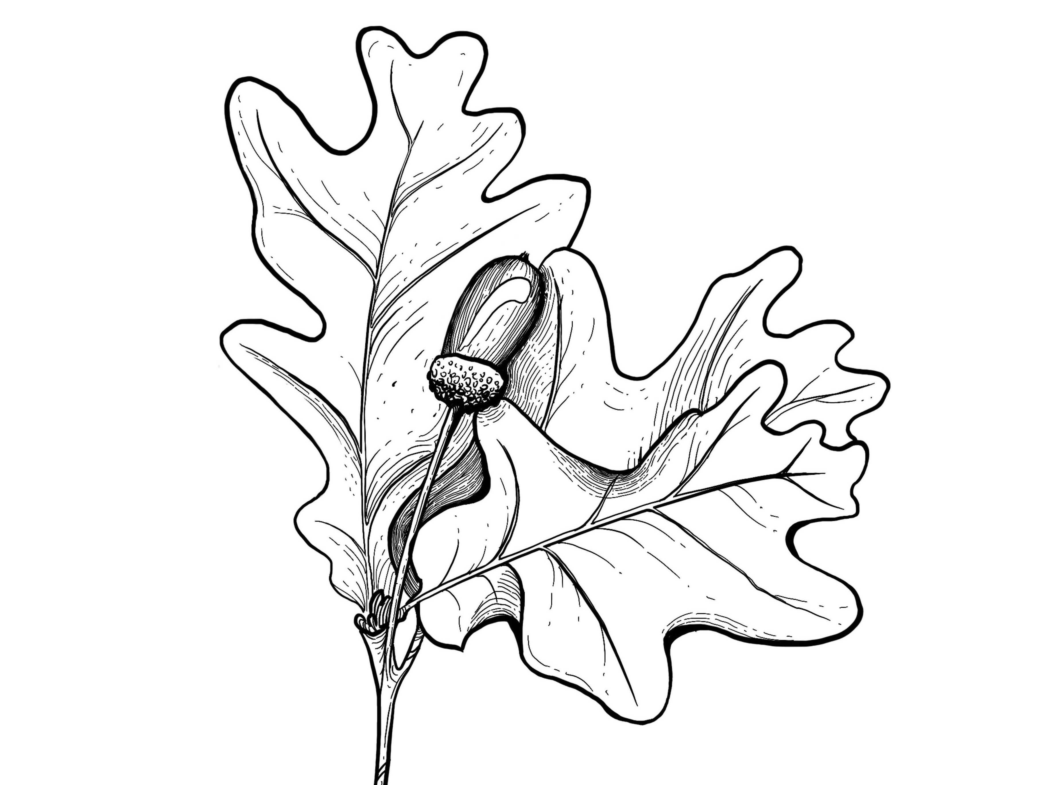 Digital Illustration. Oak Branch. Procreate branch digital drawing handdrawing illustration lineart oak procreate