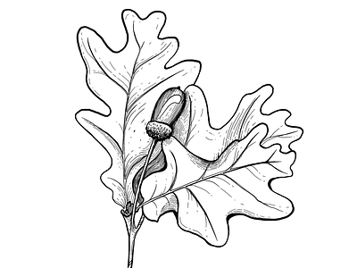 Digital Illustration. Oak Branch. Procreate branch digital drawing handdrawing illustration lineart oak procreate