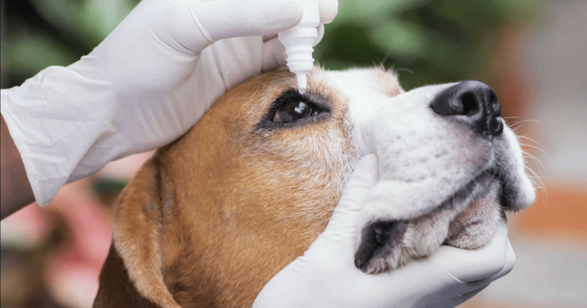 Do Led Lights Hurt Dog’s Eyes? by Dim Light News on Dribbble