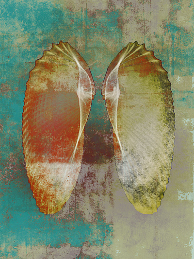 Angel Wings Sea Shell artwork colorful digiital art distressed illistration layered artwork photography xray art