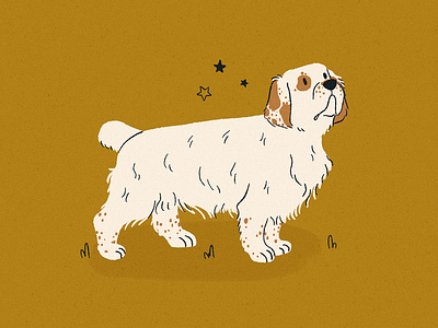 Clumber Spaniel Illustration animal art animal illustration digital illustration dog art dog artist dog illustration dog illustrator doggust freelance artist freelance illustrator