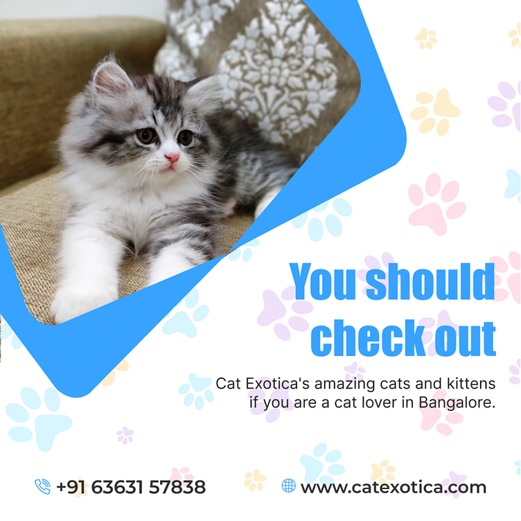 Buy Purebred Siberian kittens in Bangalore by cat exotica on Dribbble
