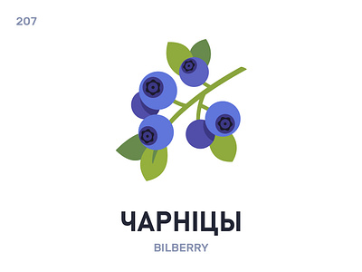 Чарнíцы / Bilberry belarus belarusian language daily flat icon illustration vector
