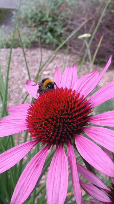 Echinacea beauty card colour nature photography