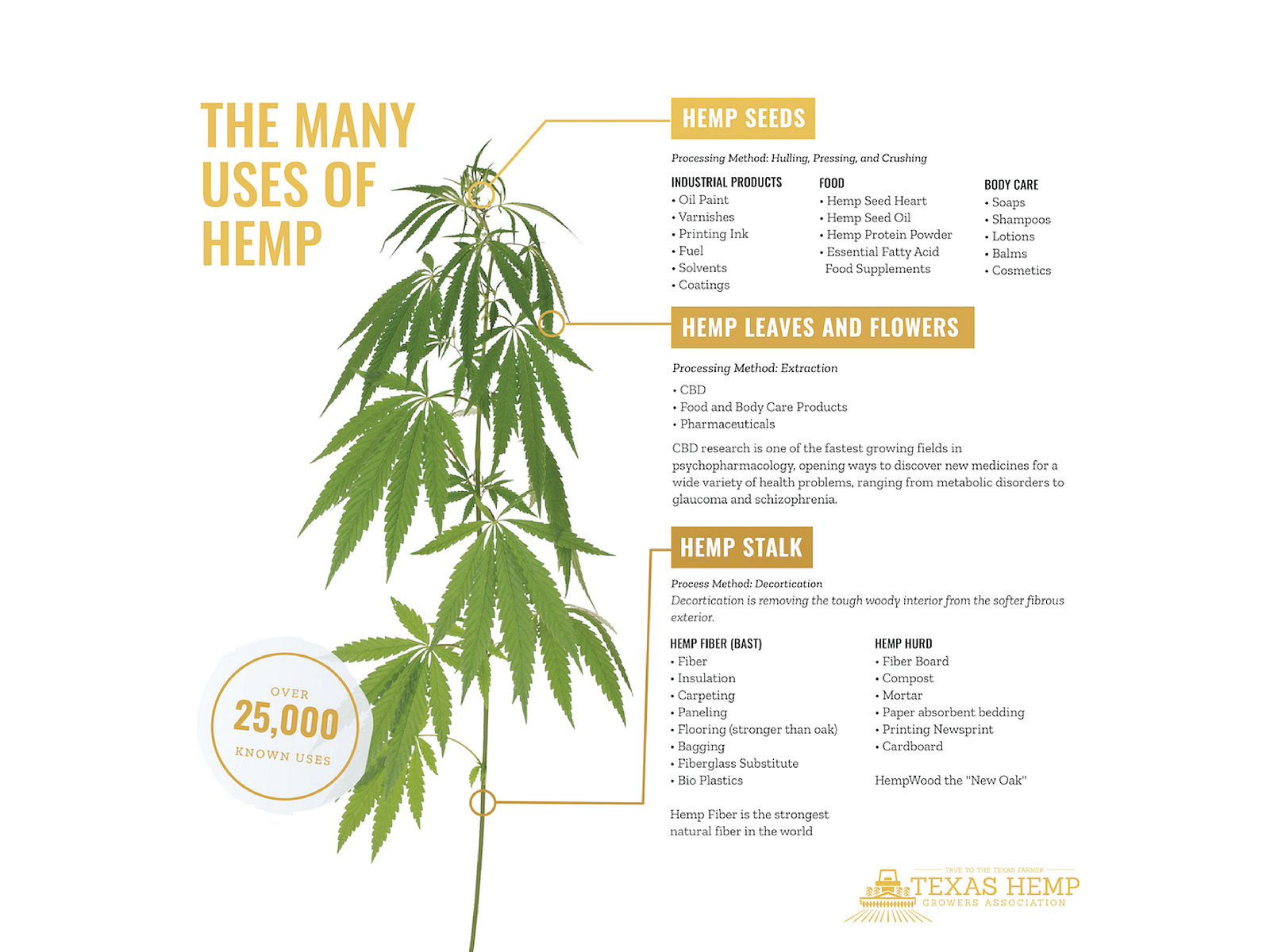 Hemp Infographic by Daniela Aburto on Dribbble