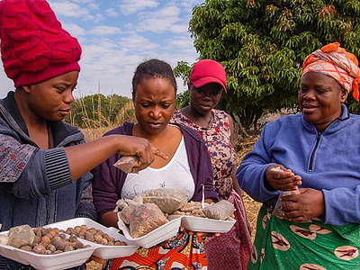 Farmers in Luanshya africa climate environment trees values weforest