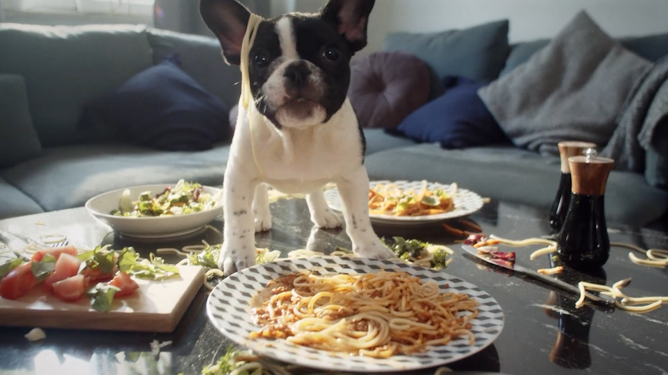 John Dog animation motion graphics