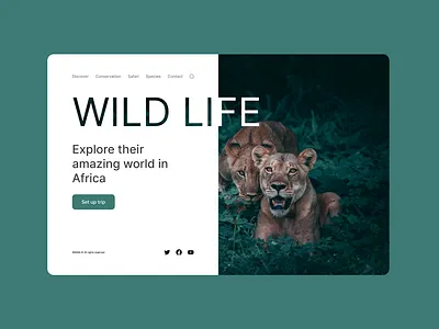 Wildlife Website Concept branding design graphic design