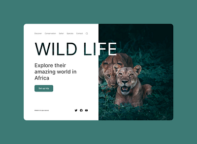 Wildlife Website Concept branding design graphic design