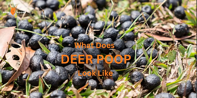 what does deer poop look like deer droppings deer feces deer poop