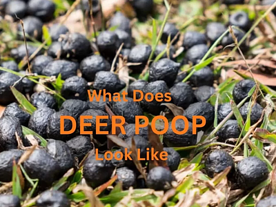 deer poop vs rabbit poop
