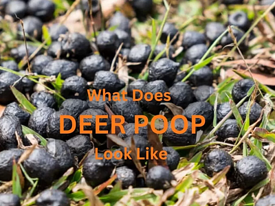 what does deer poop look like deer droppings deer feces deer poop