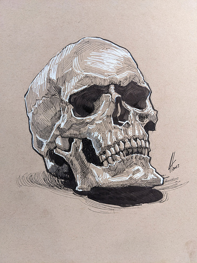 skullz illustration