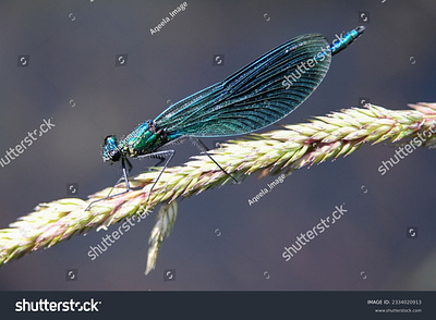A dragonfly perches margasatwa