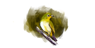 Bird animation art bangladeshiart branding design digitalart graphic design illustration logo ui