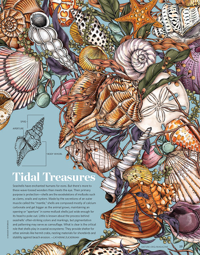 Nature Conservancy Magazine | Editorial Illustration botanical floral illustration ocean packaging pattern shells surface design typography