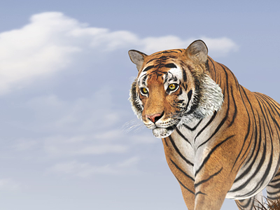 Download Bengal Tiger 3D Animation Wallpaper