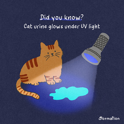 Cat urine glows under UV light animal cartoon cat cats cute did you know digital art digital illustration drawing fact fun fact illustration kitten kittens pet procreate ultraviolet urine uv light