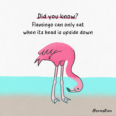 Flamingo can only eat when its head is upside down animal cartoon did you know digital art digital illustration drawing fact flamingo flamingos fun fact illustration nature procreate