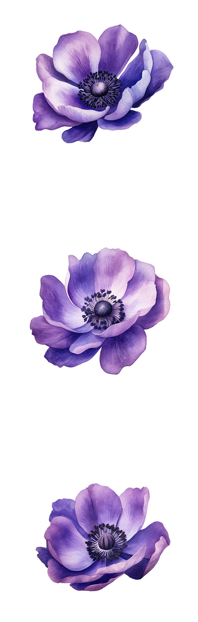 Watercolor anemone coronaria flower graphic design illustration vector watercolor