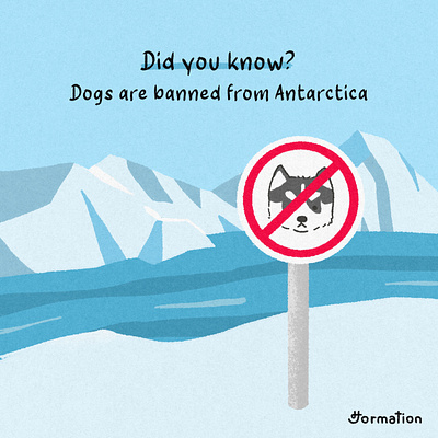 Dogs are banned from Antarctica animal antarctica cartoon did you know digital art digital illustration dog dogs drawing fact fun fact illustration procreate puppy seal