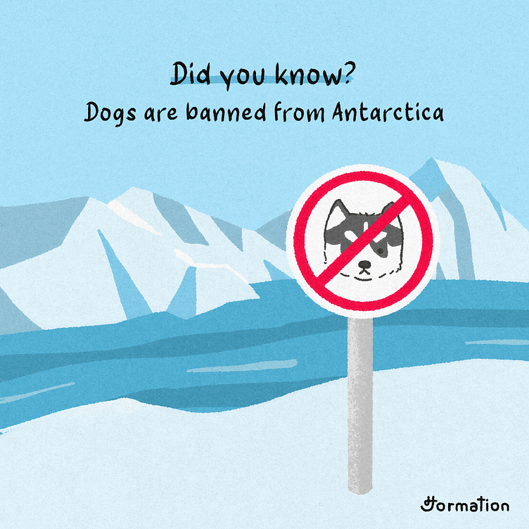 Dogs are banned from Antarctica by Jormation on Dribbble