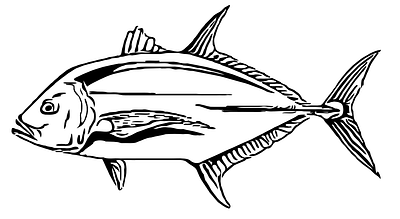 Omilu Blue Fin Trevally Vector Sketch branding design graphic design illustration logo surf ui ux vector