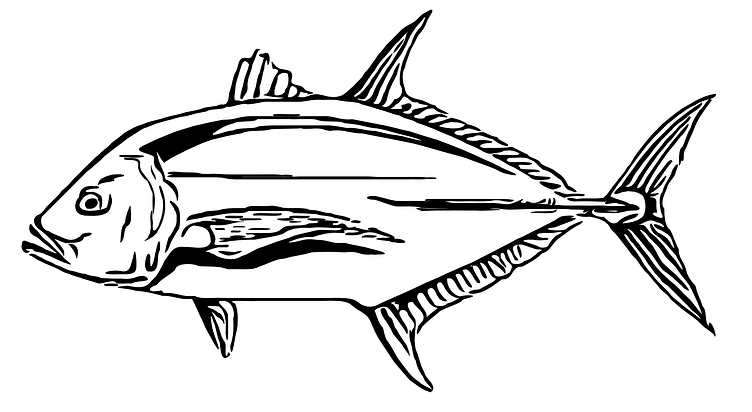 Omilu Blue Fin Trevally Vector Sketch by Zachary M Flynn on Dribbble