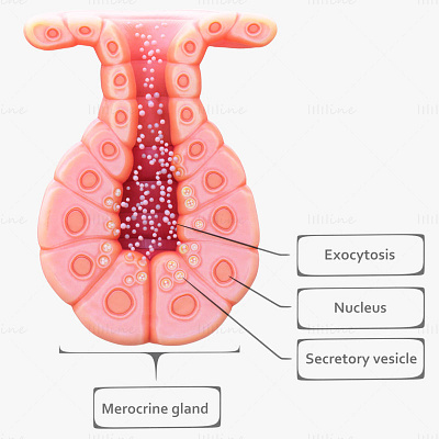 Exocrine gland medical 3d model 3d 3d model exocrine exocrinegland medical