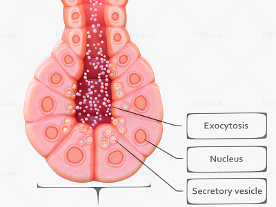 Exocrine gland medical 3d model 3d 3d model exocrine exocrinegland medical